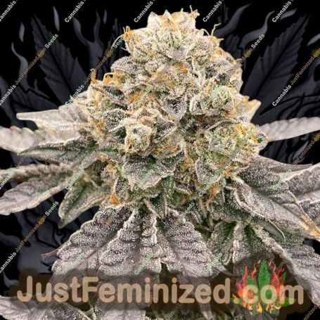 Biker 41 by Karma Genetics Cannabis Seeds For Sale at Just Feminized