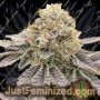 Biker 41 by Karma Genetics Cannabis Seeds For Sale at Just Feminized