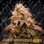 Plum Paradise by Karma Genetics Cannabis Seeds For Sale at Just Feminized