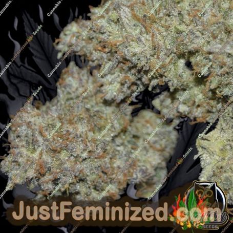 Alchemists Apprentice Auto by Night Owl Seeds Cannabis Seeds For Sale at Just Feminized