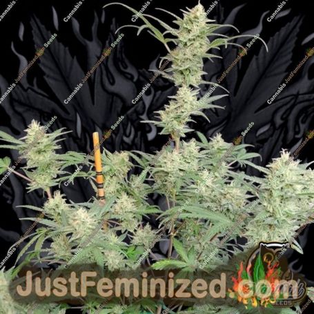 Compton Qoolaid Auto by Night Owl Seeds Cannabis Seeds For Sale at Just Feminized