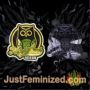 Instant Classik Auto Night Owl Seeds Souvenir Marijuana Seeds Original Breeder Packaging