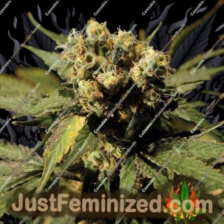 White Widow by Bulldog Seeds Cannabis Seeds For Sale at Just Feminized