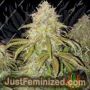 Sirius Blue Auto by Night Owl Seeds Cannabis Seeds For Sale at Just Feminized