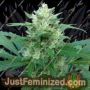 Sweet Stilton by 710 Genetics Cannabis Seeds For Sale at Just Feminized