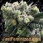 Bananaz by Old School Genetics Cannabis Seeds For Sale at Just Feminized