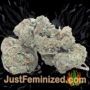 Bananaz by Old School Genetics Buds Weed Ganja Skunk Pot Reefer Dope Herb Pics Images