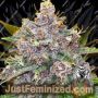 Black Cherries by Old School Genetics Cannabis Seeds For Sale at Just Feminized