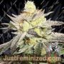 Gary Banana Payton by Old School Genetics Cannabis Seeds For Sale at Just Feminized