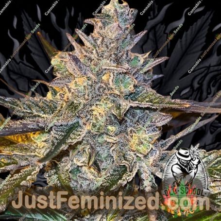 Kosher Popz by Old School Genetics Cannabis Seeds For Sale at Just Feminized