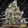 Velvet Kosher by Old School Genetics Cannabis Seeds For Sale at Just Feminized