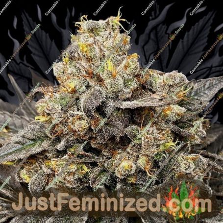Biscotti Zkittlez by 00 Seeds Cannabis Seeds For Sale at Just Feminized