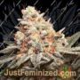 Rainbow Mints by 00 Seeds Cannabis Seeds For Sale at Just Feminized