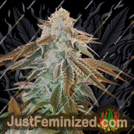 Blue Zushi by Original Sensible Cannabis Seeds For Sale at Just Feminized