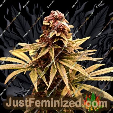 Ghost Train Power by Original Sensible Cannabis Seeds For Sale at Just Feminized