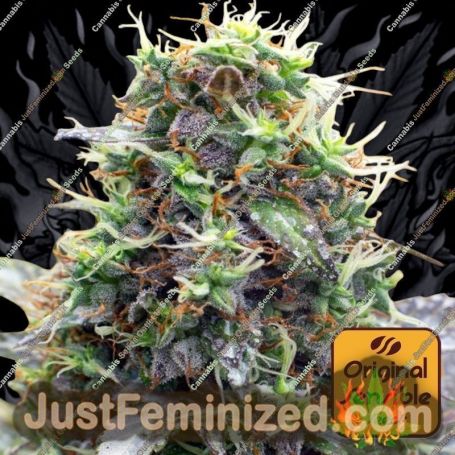 Sherbet Moonrocks by Original Sensible Cannabis Seeds For Sale at Just Feminized