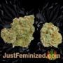 Sherbet Moonrocks by Original Sensible Buds Weed Ganja Skunk Pot Reefer Dope Herb Pics Images