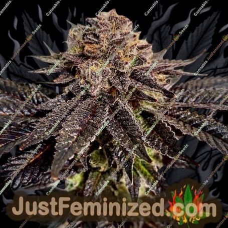 Slapz by Original Sensible Cannabis Seeds For Sale at Just Feminized