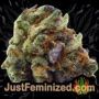 Coco Fresh by Perfect Tree Seeds Buds Weed Ganja Skunk Pot Reefer Dope Herb Pics Images