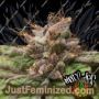 Blueberry by Pheno Finder Seeds Cannabis Seeds For Sale at Just Feminized