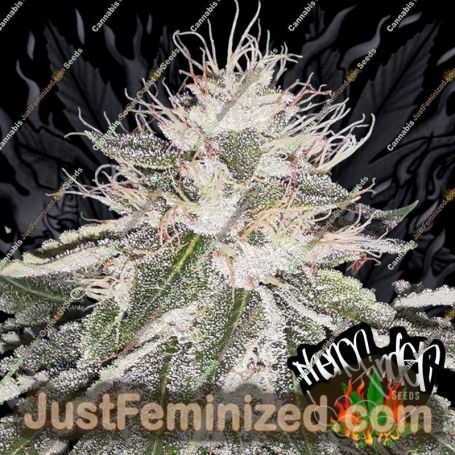 Mac 11 by Pheno Finder Seeds Cannabis Seeds For Sale at Just Feminized