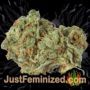 Mac 11 by Pheno Finder Seeds Buds Weed Ganja Skunk Pot Reefer Dope Herb Pics Images
