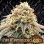Pinkz by Pheno Finder Seeds Cannabis Seeds For Sale at Just Feminized