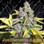 AK Auto by CBD Seeds Cannabis Seeds For Sale at Just Feminized