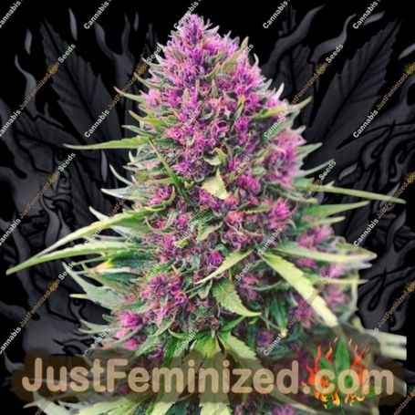 Good Shit by Phoenix Seeds Cannabis Seeds For Sale at Just Feminized