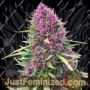 Good Shit by Phoenix Seeds Cannabis Seeds For Sale at Just Feminized
