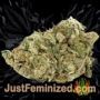 Good Shit by Phoenix Seeds Buds Weed Ganja Skunk Pot Reefer Dope Herb Pics Images