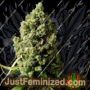 Original Skunk by Phoenix Seeds Cannabis Seeds For Sale at Just Feminized