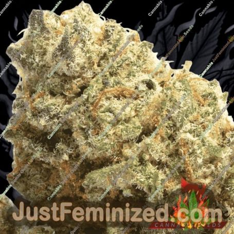 Super Kush by Phoenix Seeds Cannabis Seeds For Sale at Just Feminized