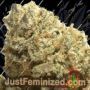 Super Kush by Phoenix Seeds Cannabis Seeds For Sale at Just Feminized