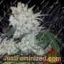 White Widow by Phoenix Seeds Cannabis Seeds For Sale at Just Feminized