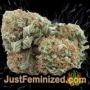 White Widow by Phoenix Seeds Buds Weed Ganja Skunk Pot Reefer Dope Herb Pics Images