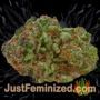 White Widow by Phoenix Seeds Buds Weed Ganja Skunk Pot Reefer Dope Herb Pics Images