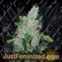 AK27 Express Auto by Phoenix Seeds Cannabis Seeds For Sale at Just Feminized