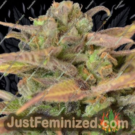 Critical Auto by CBD Seeds Cannabis Seeds For Sale at Just Feminized