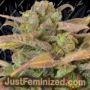 Critical Auto by CBD Seeds Cannabis Seeds For Sale at Just Feminized