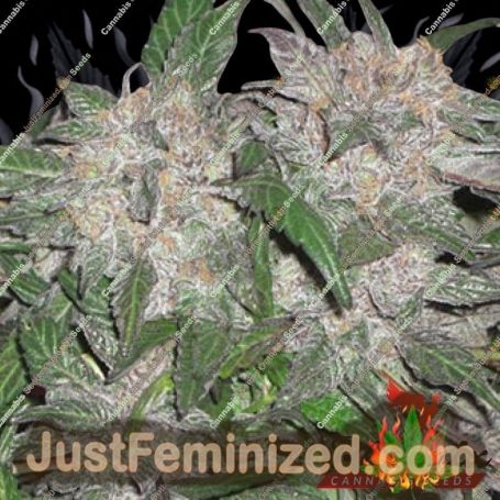 UK Cheesy Express Auto by Phoenix Seeds Cannabis Seeds For Sale at Just Feminized