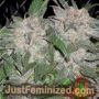 UK Cheesy Express Auto by Phoenix Seeds Cannabis Seeds For Sale at Just Feminized