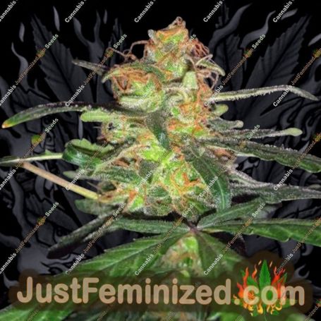 White Widow Express Auto by Phoenix Seeds Cannabis Seeds For Sale at Just Feminized