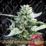 Granddaddy Purple by Royal Queen Cannabis Seeds For Sale at Just Feminized