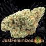 Granddaddy Purple by Royal Queen Buds Weed Ganja Skunk Pot Reefer Dope Herb Pics Images