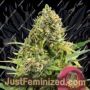 Trainwreck by Royal Queen Cannabis Seeds For Sale at Just Feminized