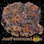 Trainwreck by Royal Queen Buds Weed Ganja Skunk Pot Reefer Dope Herb Pics Images
