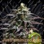 Granddaddy Purple Auto by Royal Queen Cannabis Seeds For Sale at Just Feminized