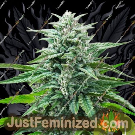 Trainwreck Auto by Royal Queen Cannabis Seeds For Sale at Just Feminized