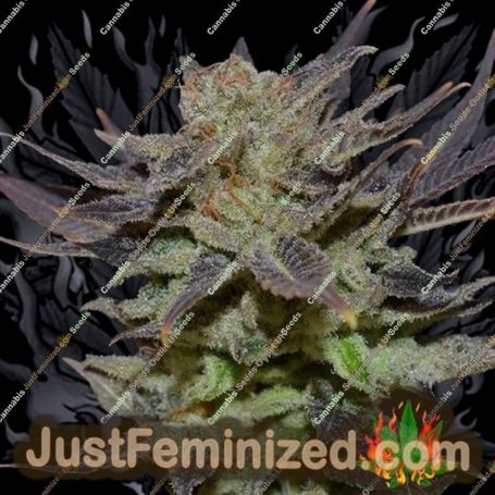 Lavender Auto by CBD Seeds Cannabis Seeds For Sale at Just Feminized